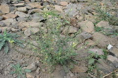 Verbascum chinense